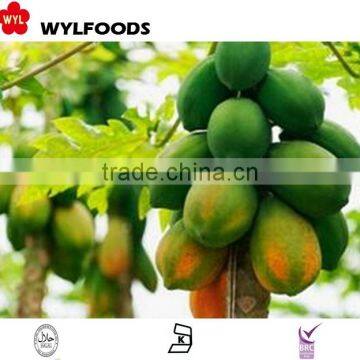 IQF frozen Papaya dices HIGH quality 2015