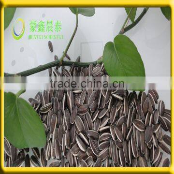 Common Cultivation Type and Blanched Processing Type sunflower seeds for human consumption