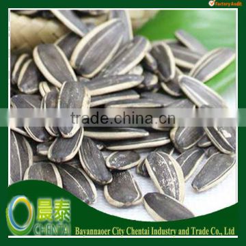 Big Size Long Shape Sunflower Seeds Top Quality 5009