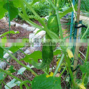 cucumber plants support netting