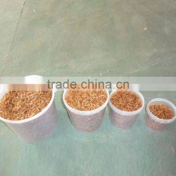 Natural Pet Food Chicken Feed Mealworm, Fish Feed Mealworms photo-5