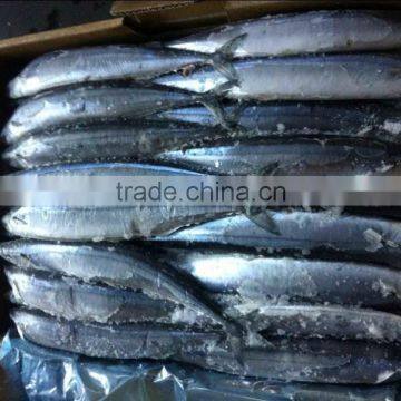 frozen pacific saury #3 and big size