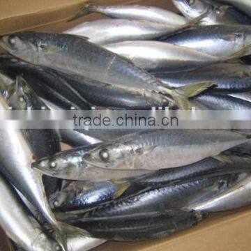 Frozen W/R Pacific Mackerel Good-quality Seafood photo-3