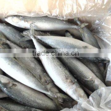 Frozen Pacific Mackerel Fish New Good Quality photo-5