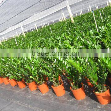 Zamioculcas Zamiifolia photo-2