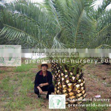 canariensis palm trees nursery