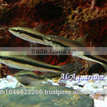 Siamese Algae Eater Fish For Sale / Aquarium Fish Thailand photo-6