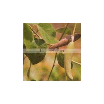 JIWANTI EXTRACT photo-2