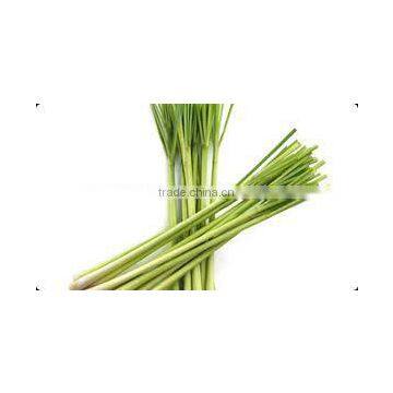 Cymbopogan Flexuosus photo-3