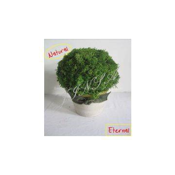 Daily Life Decoration Arrangement photo-2