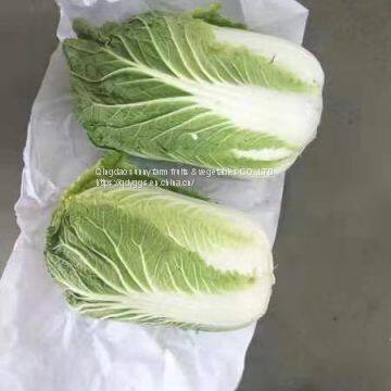 Chinese Cabbage photo-2