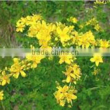 Natural Weeping Fructus Forsythia Oil Essential Oil