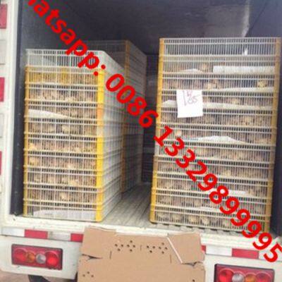Good Price SINO TRUK HOWO 25,000 Poultry Day Old Chicks Transported Vehicle for Hatcheries photo-3