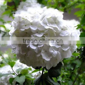 Newest classical white hydrangea flower bunch
