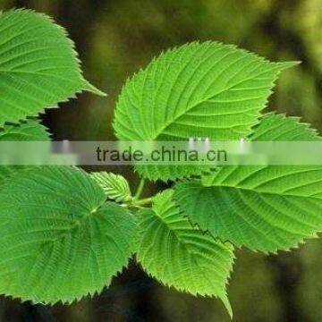 Mulberry Leaf Extract