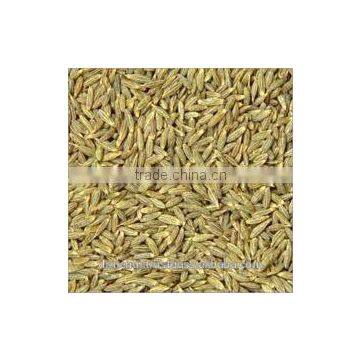 Cumin Seed Indian Origin photo-6