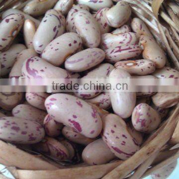 Organic Light Speckled Kidney Bean(2012 crop , Heilongjiang Origin, Hps)