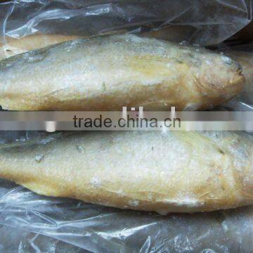 Frozen Whole Yellow Croaker IWP IQF Yellow Croaker