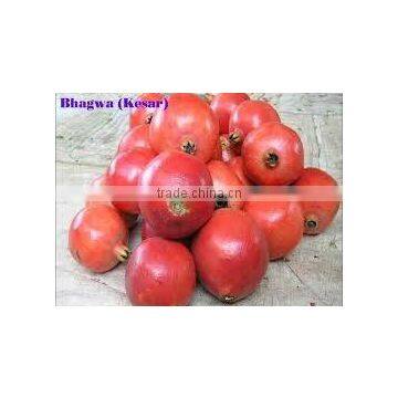 Fresh pomegranate for sale