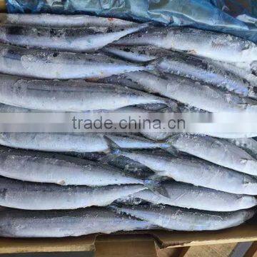 pacific saury for bait frozen pacific mackerel pike