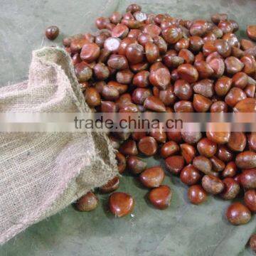 Bulk Fresh Chestnut for sale