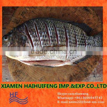 live tilapia fish very good quality hot sell G/S