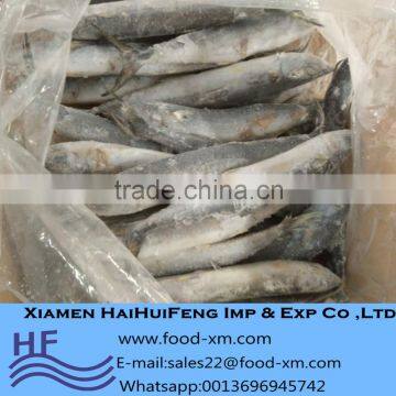 Professional frozen seafood brands Xiamen Haihuifeng spanish mackerel