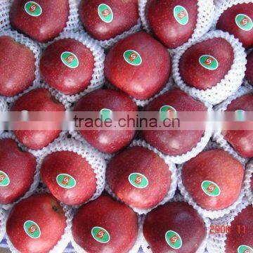 2012 fresh huaniu apple exporter