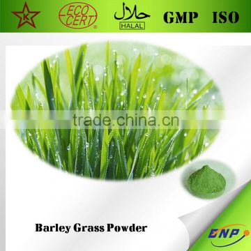 Chinese Factory Supply 100% Natural Barley Grass Powder