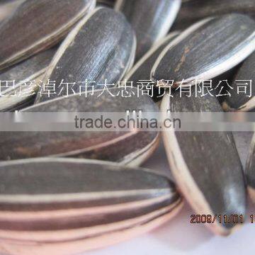 5009 24/64 Sunflower Seeds photo-3