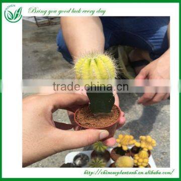 Decorative Colorful Cactus Flowering Plants