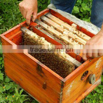 Beekeeping Tools Beehive Frame With Plastic Foundation Sheet Wooden Beehive Frames Hiveframes