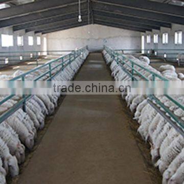 farming and livestock sheep yards rail fencing for farmer