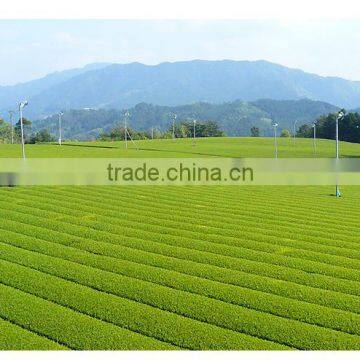 Traditional and Premium Best Organic Matcha for Ceremonial and Culinary, Small Lot Order Available photo-2