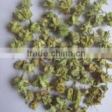 TRIBULUS TERRISTRIS photo-3