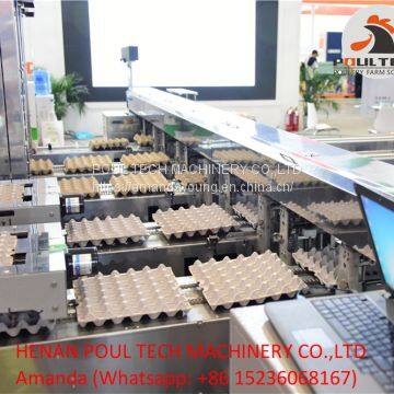 Egg Grading Equipment & Egg Packing Equipment for Layer Poultry Farming