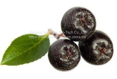 Black Chokeberry Extract anthocyanin 5%,  Aronia Extract anthocyanidin 5%, Aronia Melanocarpa  Extract, Yongyuan Bio