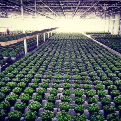 Greenhouse Blackout Shading Screen