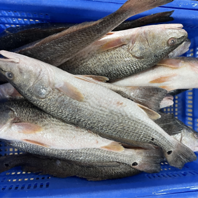 Red Drum Fillet photo-5