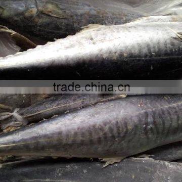 Frozen whole round spanish mackerel