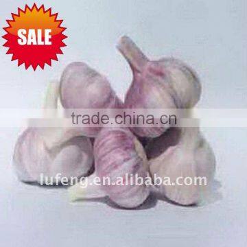 Chinese Garlic