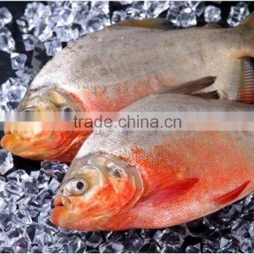 Red Pomfret Whole Round