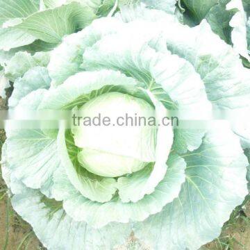 Green Cabbages