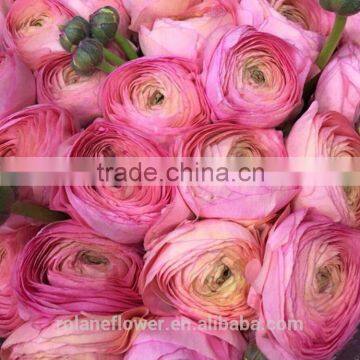 Diversified in Packaging Crazy Selling Decoration Wholesale Flower Ranunculus Asiaticus photo-6
