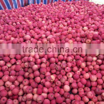 Best Price China Red Fuji Apples photo-3