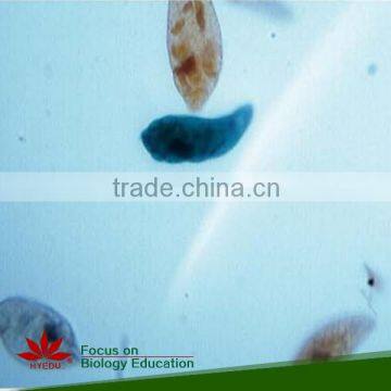 Fixed set aquatic freshwater life Microscope microscopy prepared slides