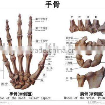 Artpaper Medical wall chart--bones of hand