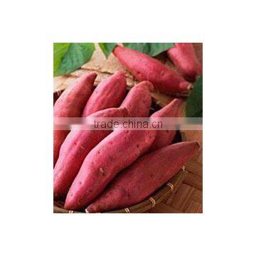 Fresh sweet Potatoes Best Quality competitive price From Vietnam