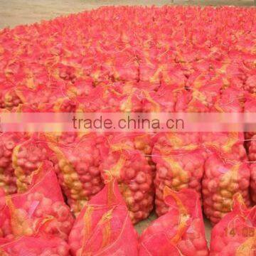 Gold Onion ( Crops 2013) photo-3