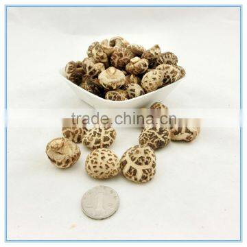 Spawn Mushroom, Xianggu mushroom, Shiitake log wholesale